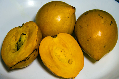 Chesa