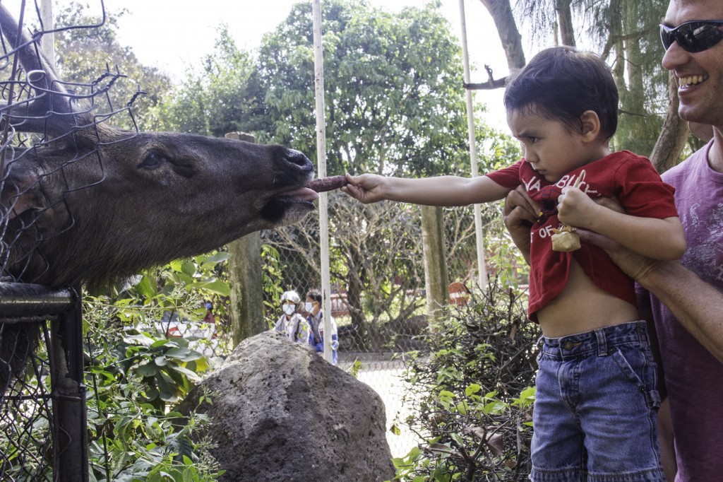 Feeding a Sambar Deer